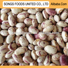 White speckled Kidney Beans Suppliers